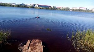 На улице +32 а мы купаемся , водные процедуры у Альфы .