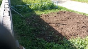 Начал копать картошку