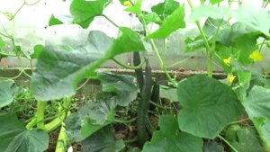 Обзор огурцов. Необычные сорта