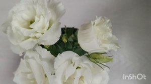 Карликовая эустома 🌺🌿😍