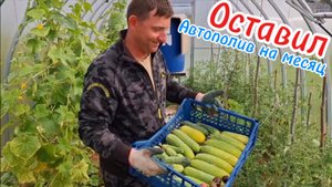 Что будет, если оставить систему автоматического капельного полива на 24 дня без присмотра в теплице