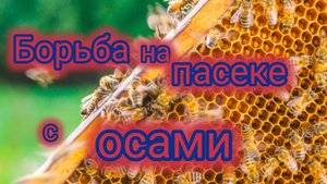 Эффективный способ борьбы с осами на пасеке 🐝