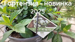 Сказочная тропа. Гортензия - новинка 2025. Обзор и предложение.