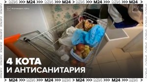Жильцы дома на Ладожской потребовали изъять четырех котов у соседки из-за антисанитарии - Москва 24