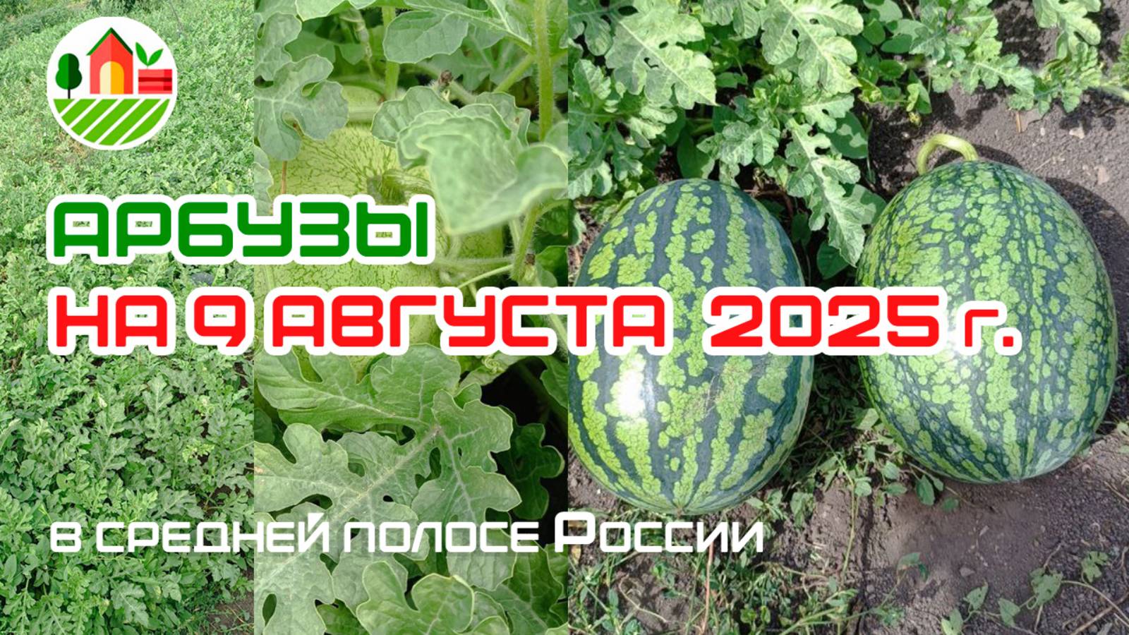 Арбузы на 9 августа 2025 года в средней полосе России (Республика Мордовия)