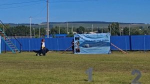 1 Отл. Licht Stern BRADFORD +++ №22. КЧК НОВОСЕЛОВО 27 июля`25 Моно немецких овчарок