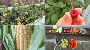 6 августа. Нет интернета. Первая моя кукуруза.  Боюсь фитофторы. Урожай