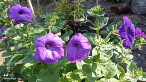 Цветы и лёгкий ветерок.