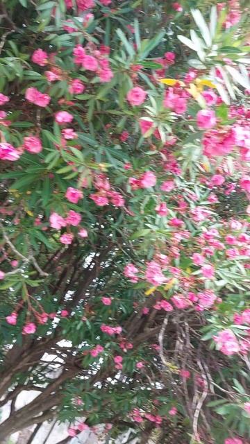 Набережная Сухума смотреть онлайн