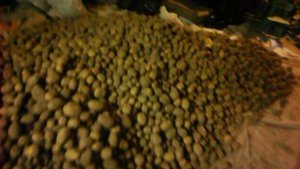 УРОЖАЙ КАРТОШКИ 2025