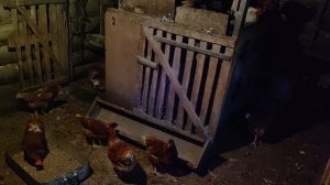 Анимал реалити