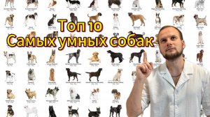 Топ 10 самых умных собак в мире