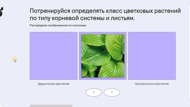 15. Многообразие цветковых растений