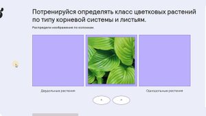 15. Многообразие цветковых растений