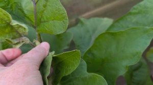 Баклажаны в открытом грунте.
Собираю урожай и прищипываю.