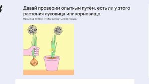 16.Многообразие цветковых растений(2)