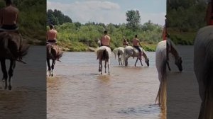 купание лошадей