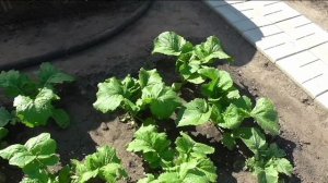 Участок 10 августа. Часть 2.