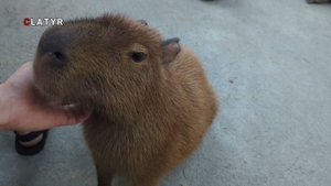 Лучшее кафе в Бангкоке таиланд погладить животных