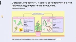 17. Многообразие цветковых растений(3)