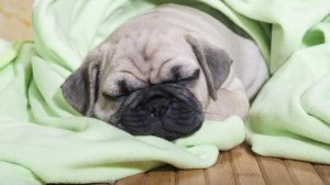 Кинолог дал совет по действиям при кошмаре у спящей собаки