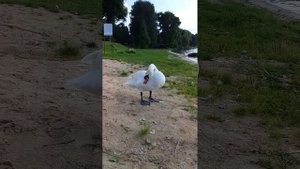 Лебедь на озере Нарочь