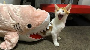 ПРИКОЛЫ С ЖИВОТНЫМИ ДО СЛЕЗ #126 Смешные КОТЫ И СОБАКИ Приколы