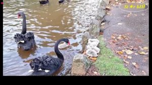 Лебеди не только преданные супруги но и заботливые родители