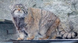 Манул Тимофей из Московского зоопарка стал самым обсуждаемым котом в российских медиа