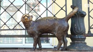 8 августа жители Ярославской области отметили всемирный День кошек