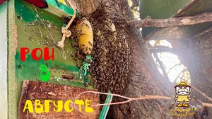 Августовские рои полетели.