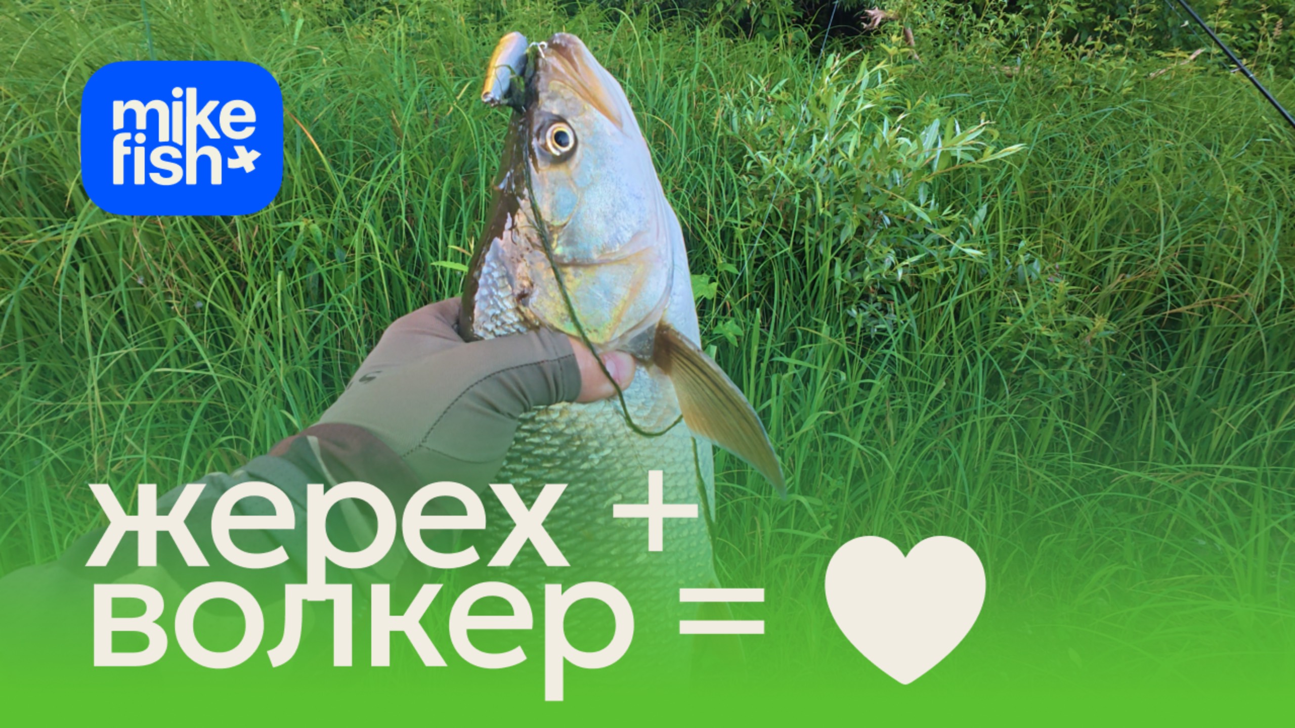 Жерех + волкеры = зрелищные поклевки. Работа Tenryu Rayz 610 на вываживании.