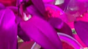 Опять клещ на орхидеях 😩😩😩