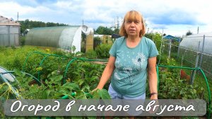 ОГОРОД В НАЧАЛЕ АВГУСТА