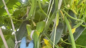 Огуречная грядка в открытом грунте в августе  Лен. обл.