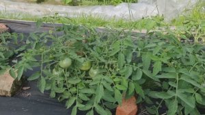 Помидоры Карлик-монгол под спанбондом и полиэтиленом.