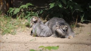 У манула Мии котята супер игривые 06.08.2025