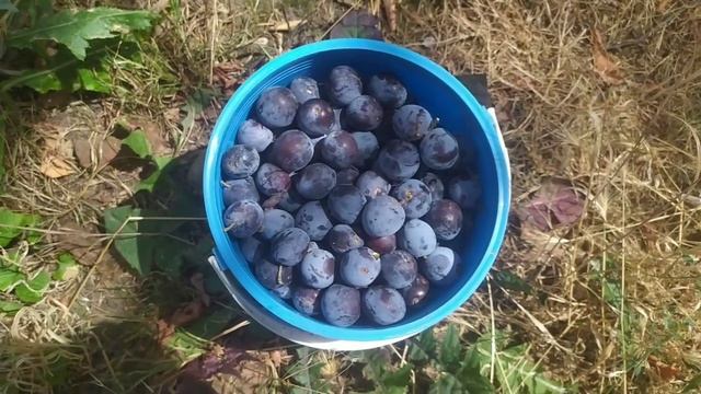 НАБРАЛИ СЛИВ. СВЯЗАЛА САЛФЕТКУ И ДОМОЙ ПОРА. смотреть онлайн