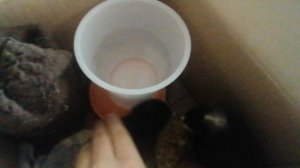 Наши цыплята (им один день)