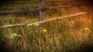 Дети пропали в лесу, а когда родители нашли их телефон и открыли последнее видео