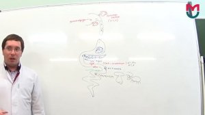 Обмен углеводов 1 часть