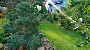 Сад редких хвойных растений! 🔥 Время гортензий! Обзор! 08.08.2025 #сад #garden #обзор #хобби