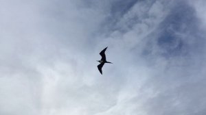 Paul Mauriat. Nicole Croisille. (Francis Lai ''Le Passager De La Pluie'').