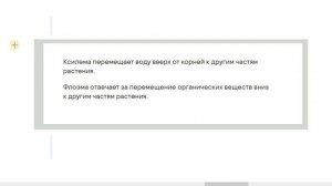 10. Стебель. Транспорт веществ у растений