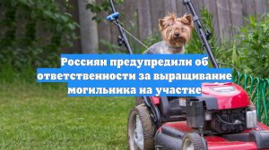 Россиян предупредили об ответственности за выращивание могильника на участке