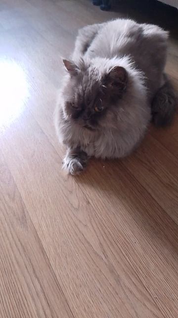 Живëт кот, серый, пушистый. смотреть онлайн