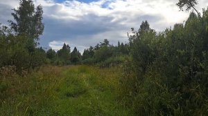 Прогулка по лесу🌲🌳 в поисках грибов