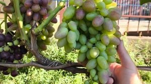 Виноград ИНГА и РУБИН ЛУГАНСКИЙ очень урожайные формы