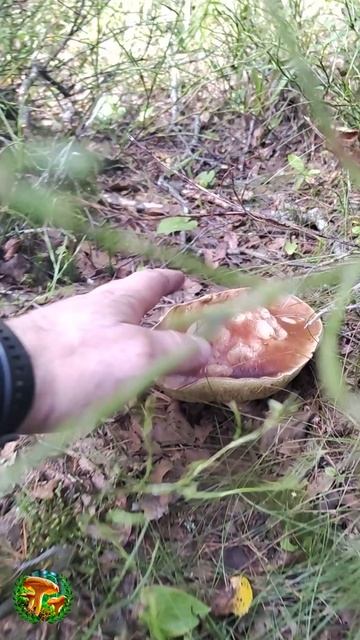 Грибы не дают чернику собирать!) смотреть онлайн