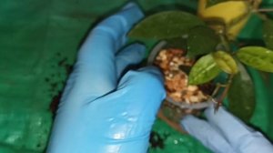 Пересадка на фитильный полив. Hoya lacunosa amarillo (лакуноза амарилло).